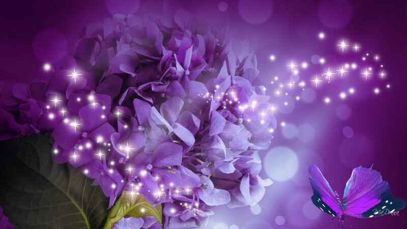 Purple Hydrangea Flower — Magical