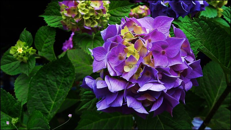 Purple Hydrangea Flower — Natural