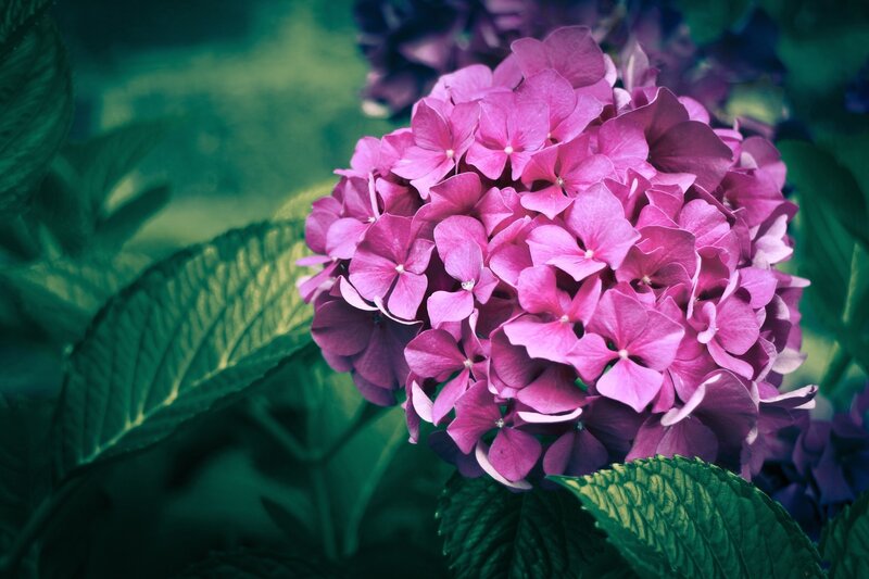 Purple Hydrangea Flower — Pink, Serene, Photograph