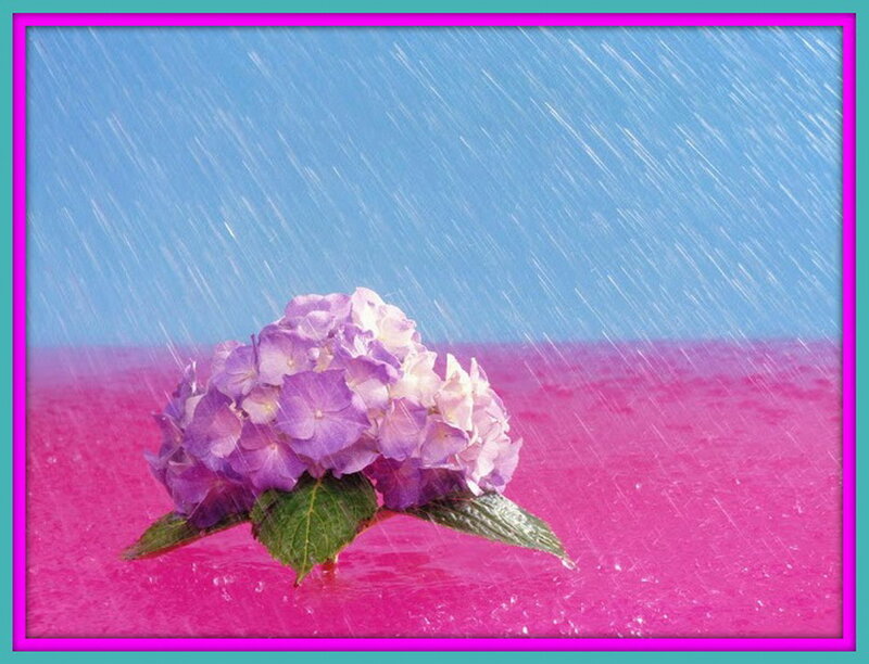 Purple Hydrangea Flower — Pink