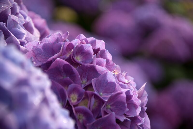 Purple Hydrangea Flower — Serene, Afternoon, Photograph, Petals, Lavender