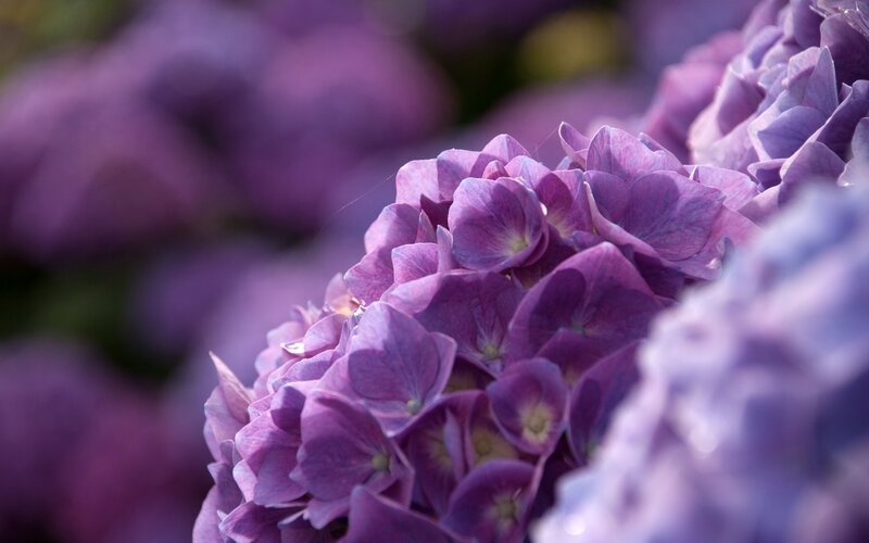 Purple Hydrangea Flower — Serene, Afternoon, Photograph, Petals