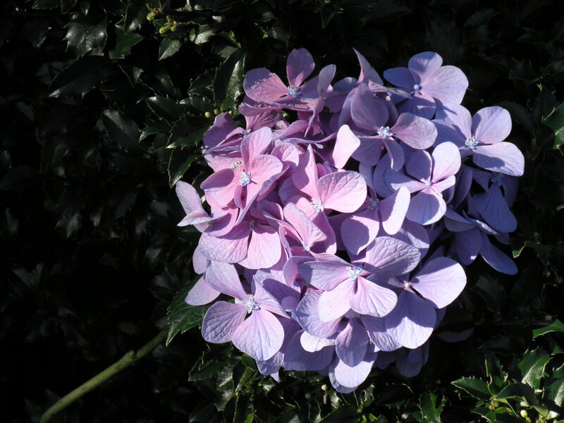 Purple Hydrangea Flower — Serene, Afternoon, Photograph