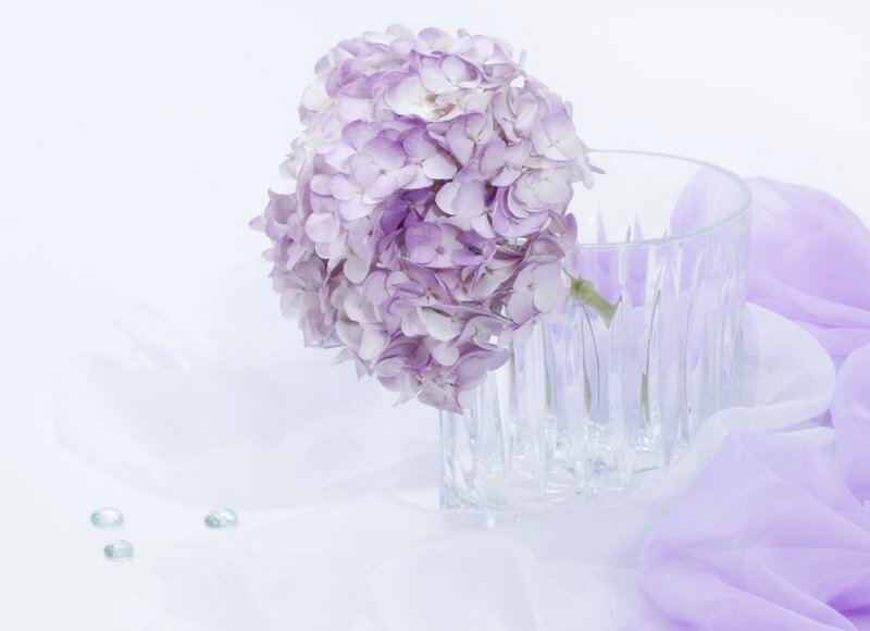 Purple Hydrangea Flower — Serene, Photograph, Glass Vase