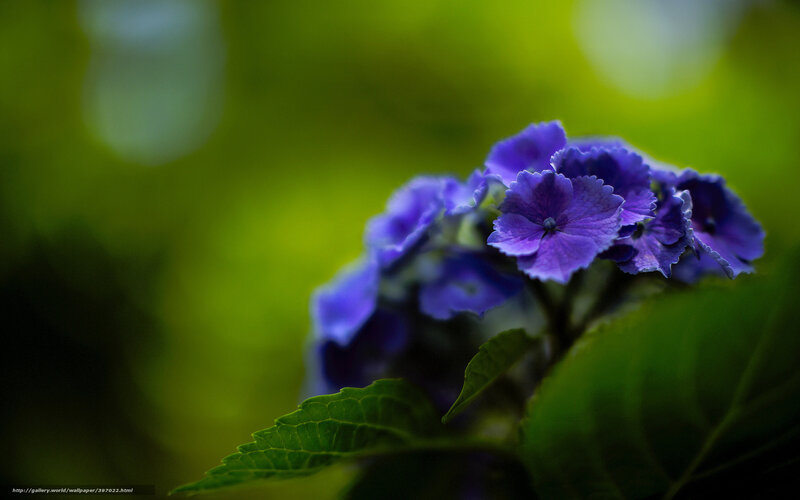 Purple Hydrangea Flower — Serene, Photograph, Green Leaves, Bloom