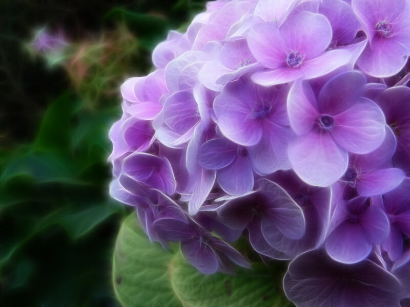 Purple Hydrangea Flower — Serene, Photograph, Green Leaves, Green