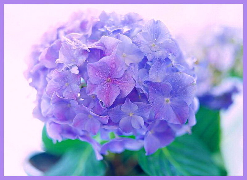 Purple Hydrangea Flower — Serene, Photograph, Leaves