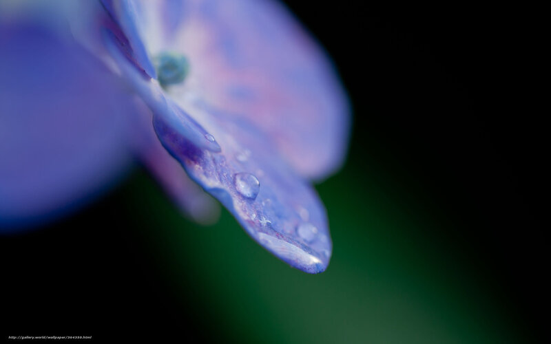 Purple Hydrangea Flower — Serene, Photograph, Petal