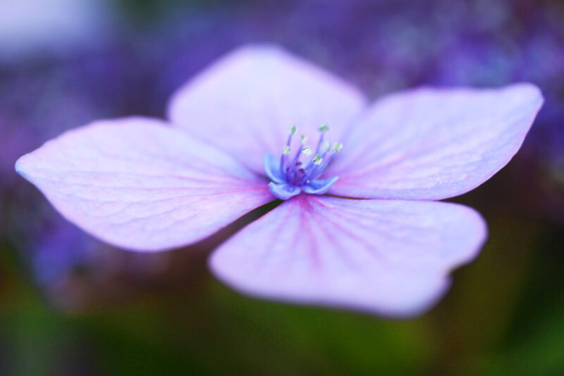Purple Hydrangea Flower — Serene, Photograph