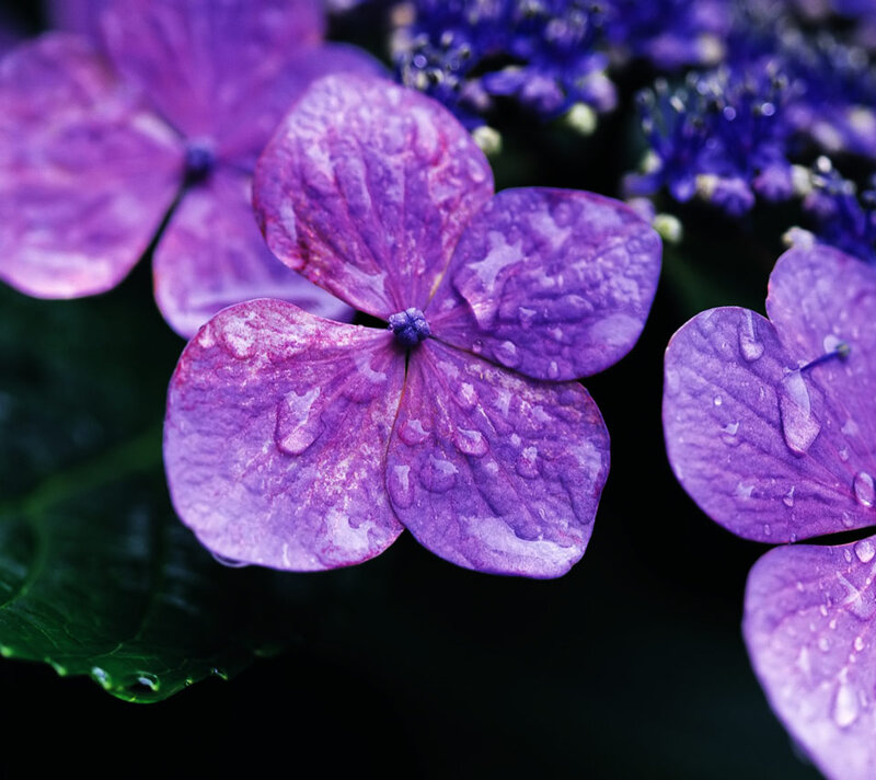 Purple Hydrangea Flower — Serene, Photograph, Water Droplets