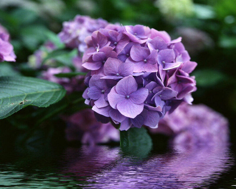 Purple Hydrangea Flower — Serene, Photograph, Water