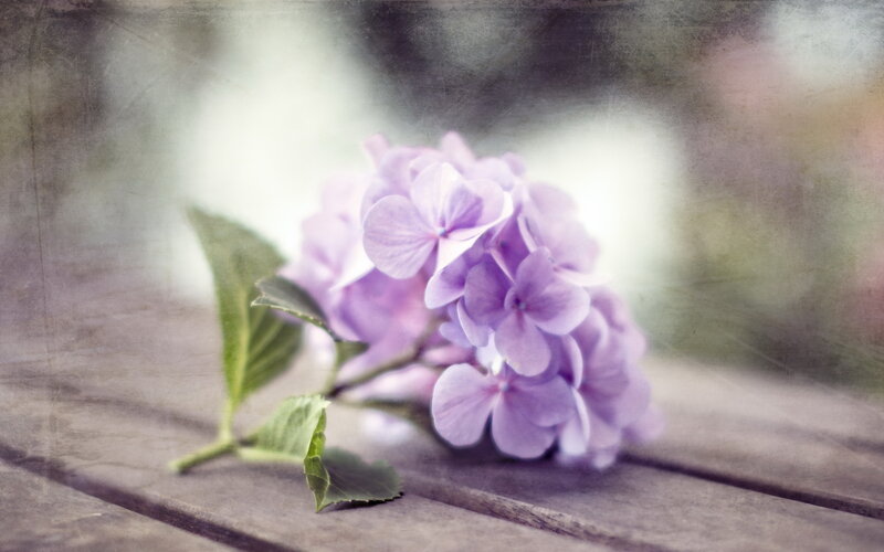 Purple Hydrangea Flower — Serene, Photograph, Wooden Surface