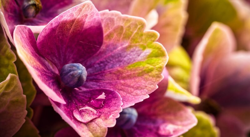 Purple Hydrangea Flower — Serene, Spring, Photograph, Petals
