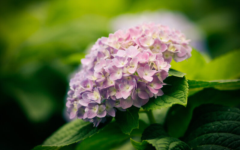 Purple Hydrangea Flower — Serene, Spring, Photograph