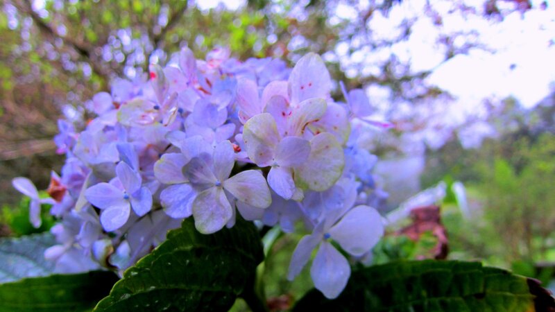 Purple Hydrangea Flower — Serene, Spring