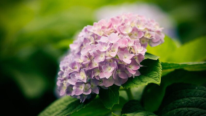 Purple Hydrangea Flower — Serene, Summer