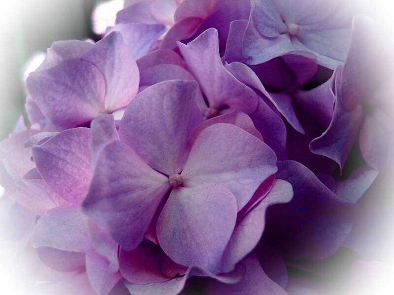 Purple Hydrangea Flower — Serene