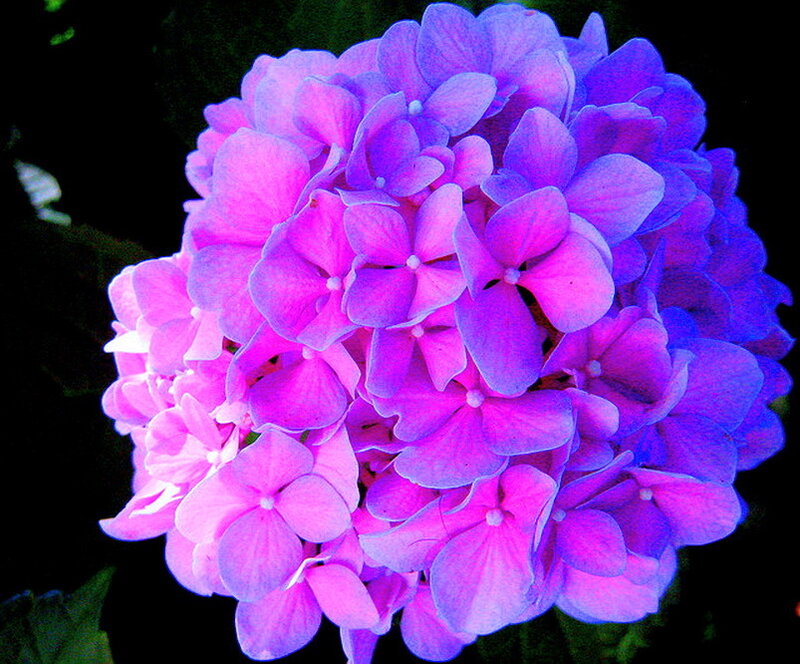 Purple Hydrangea Flower — Vibrant