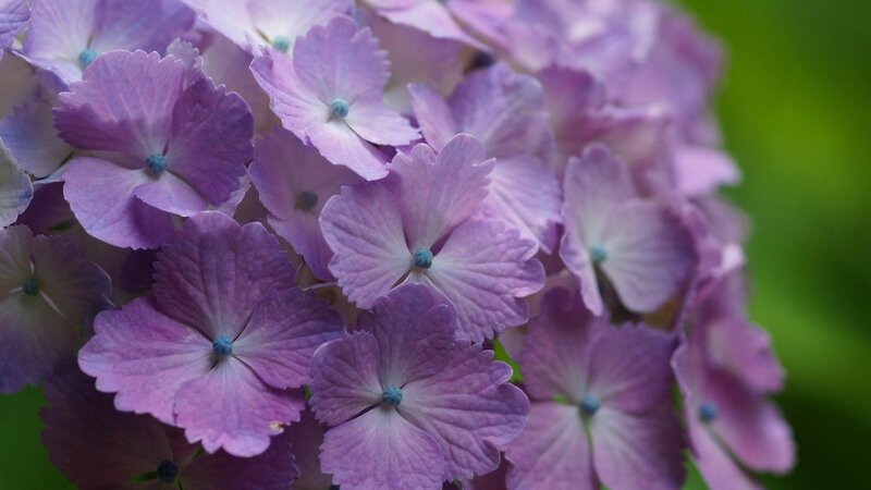 purple hydrangea flowers