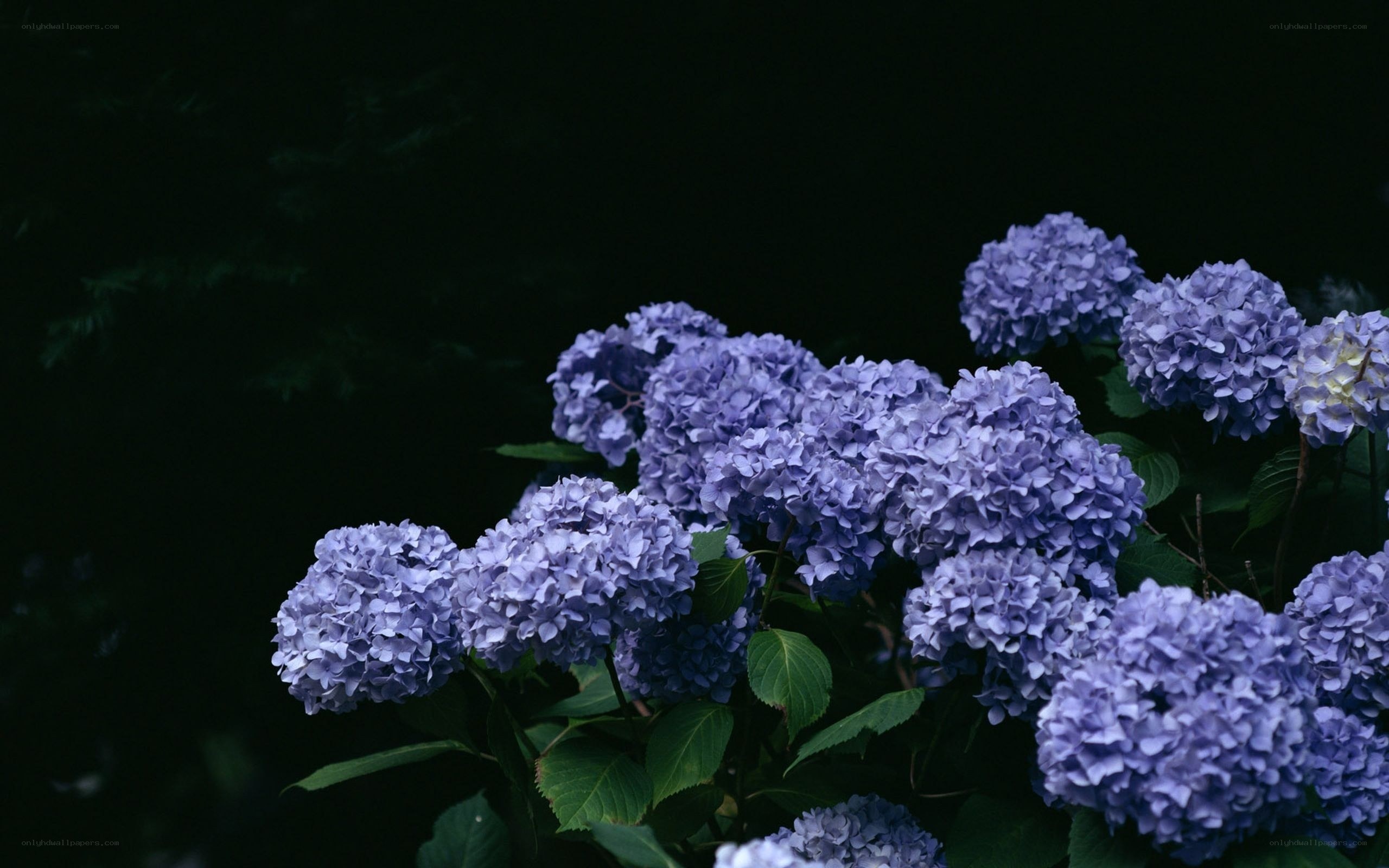 purple hydrangea flowers