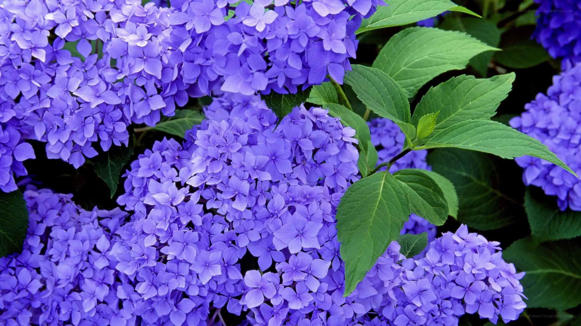 purple hydrangea flowers