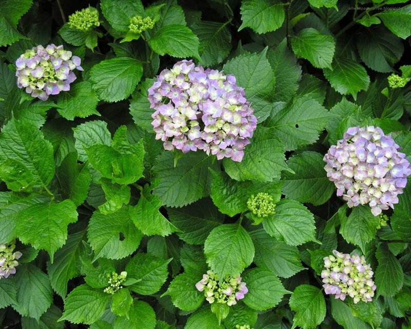 purple hydrangea flowers