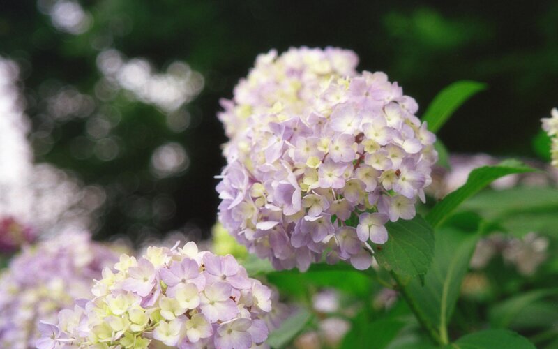 purple hydrangea flowers