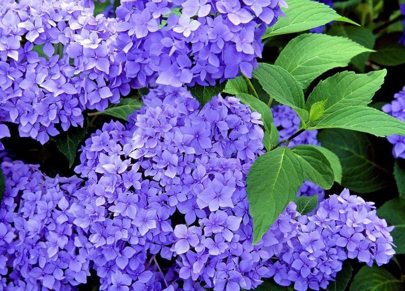 purple hydrangea flowers