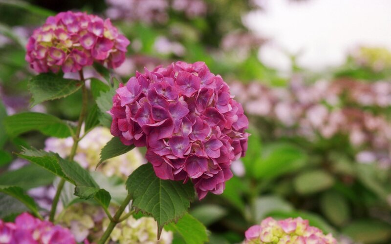 purple hydrangea flowers