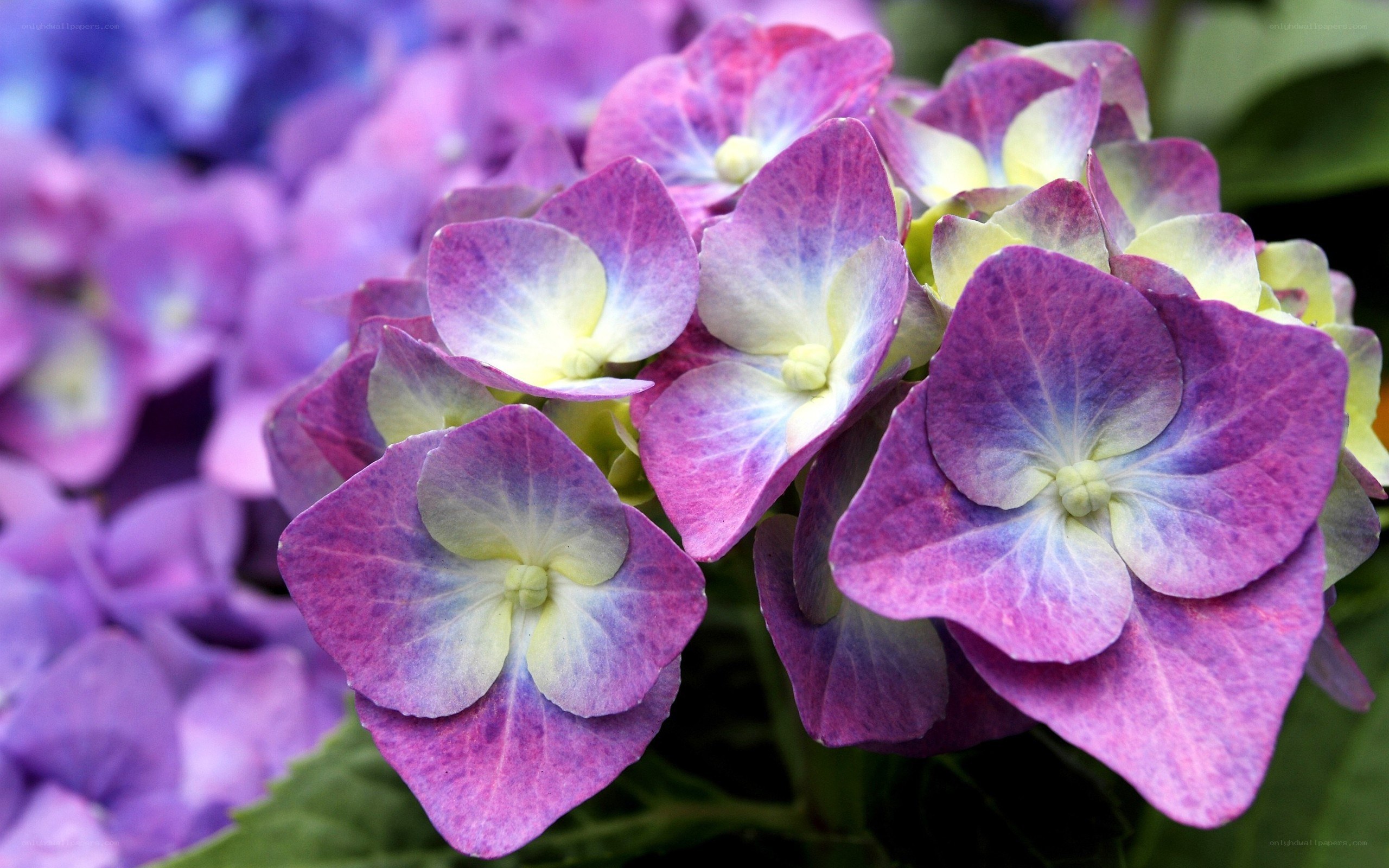 purple hydrangea flowers