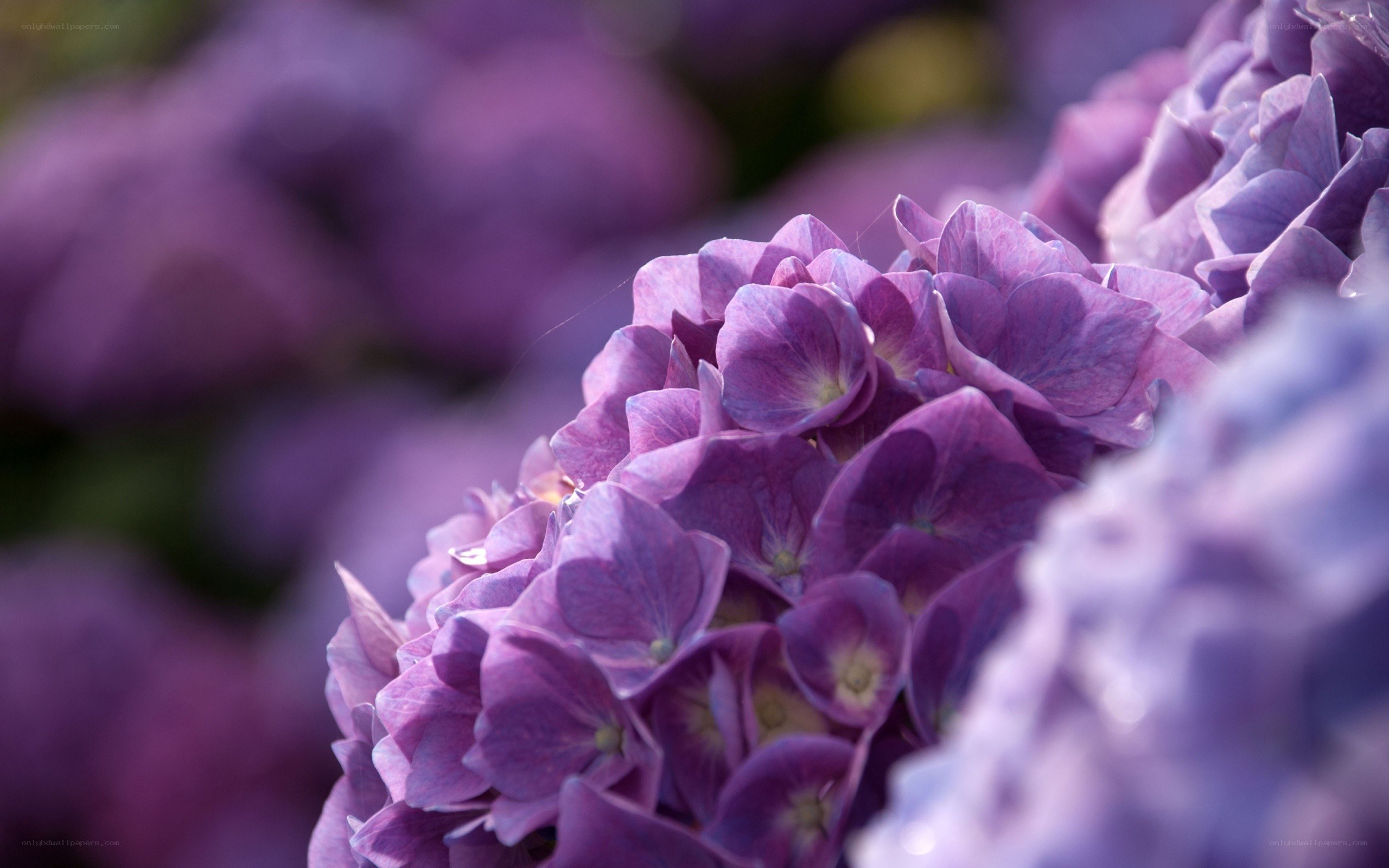 purple hydrangea flowers