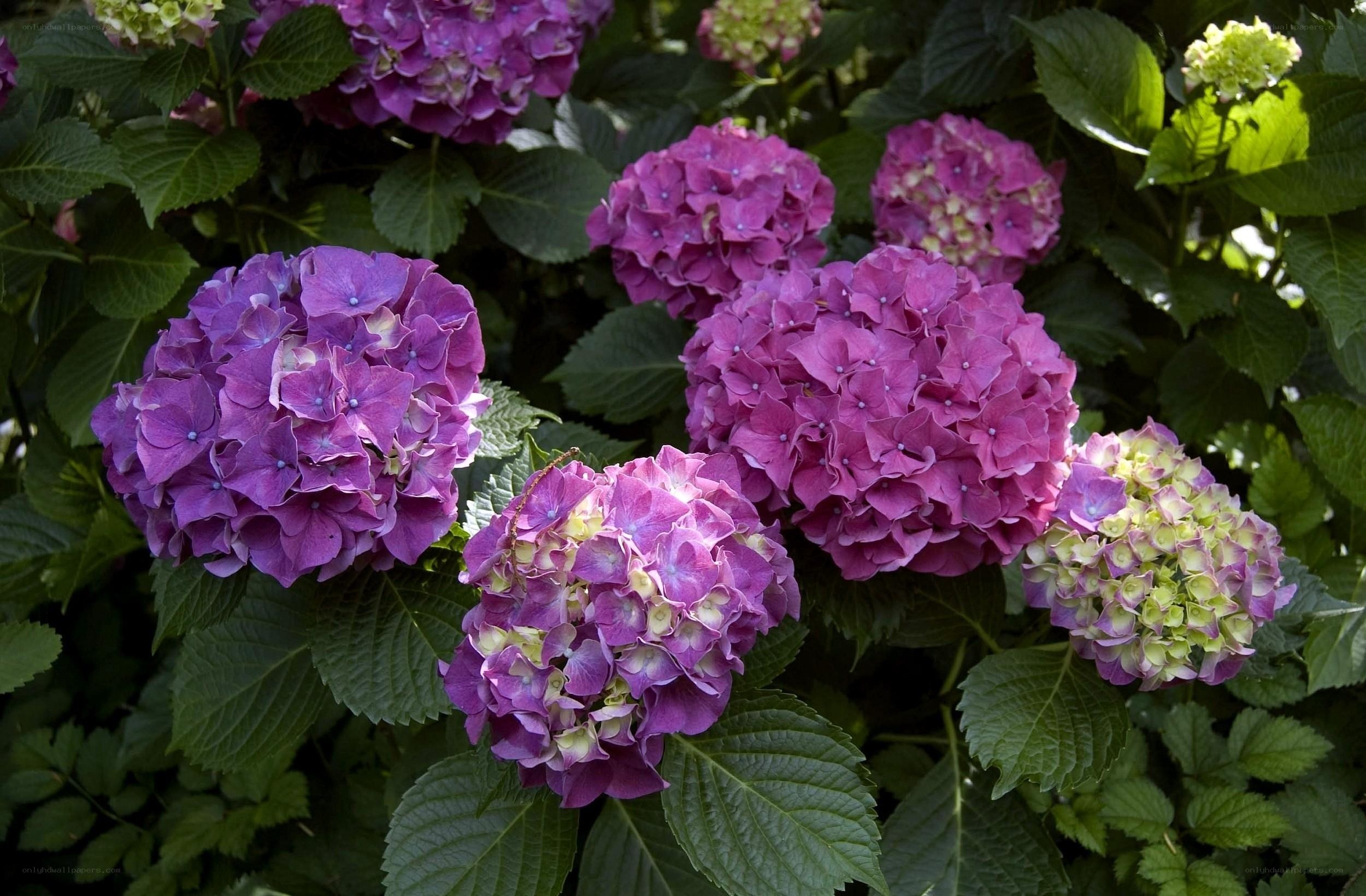 purple hydrangea flowers