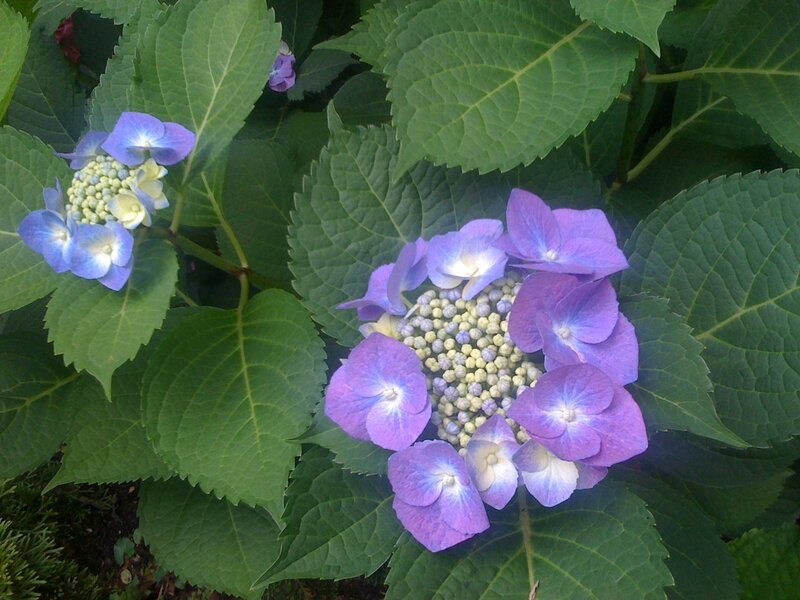 purple hydrangea flowers