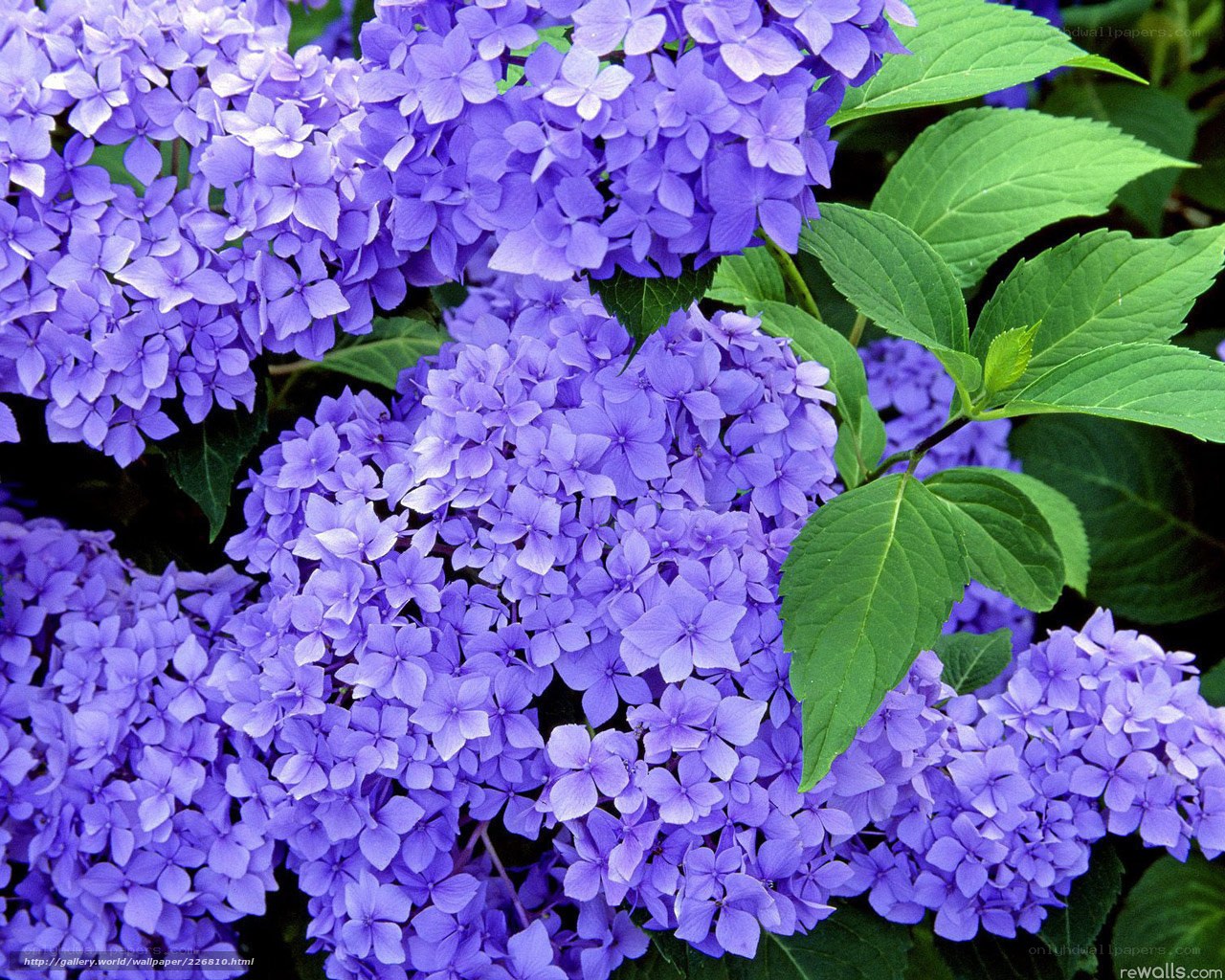 purple hydrangea flowers