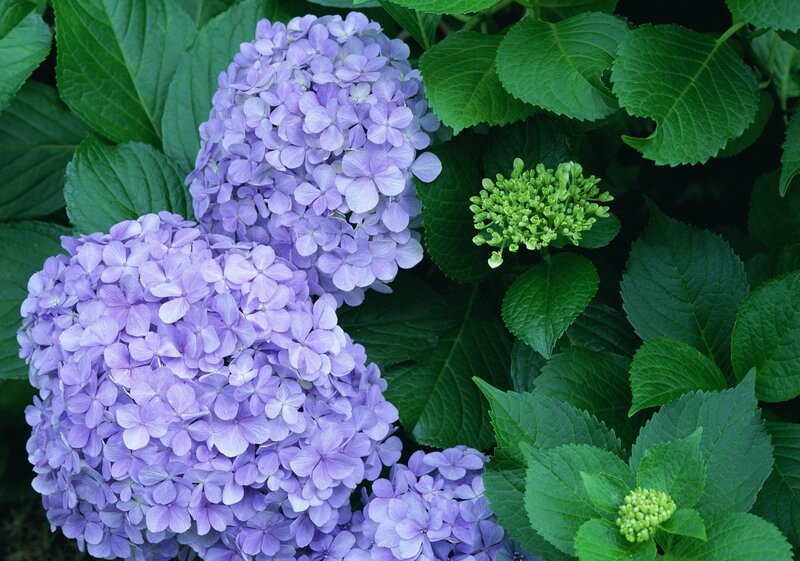 purple hydrangea flowers