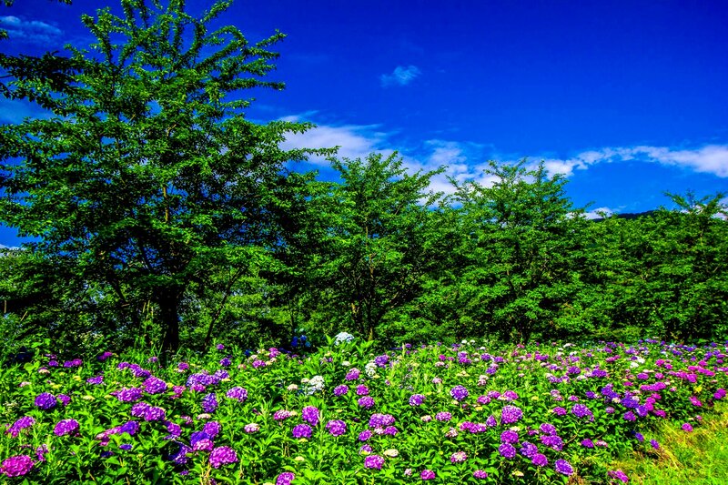 Purple Hydrangea Flowers — Blue