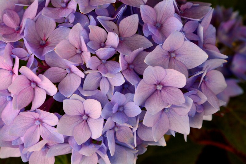 Purple Hydrangea Flowers — Calm, Afternoon, Photograph, Bloom