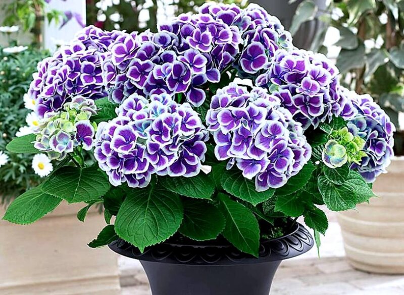 Purple Hydrangea Flowers — Calm, Afternoon, Photograph, Green Leaves