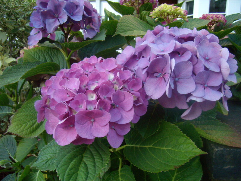 Purple Hydrangea Flowers — Calm, Afternoon, Photograph