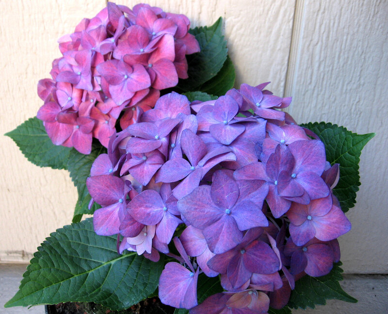 Purple Hydrangea Flowers — Calm, Afternoon