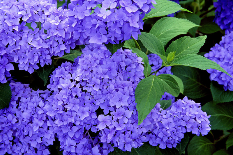 Purple Hydrangea Flowers — Calm, Green