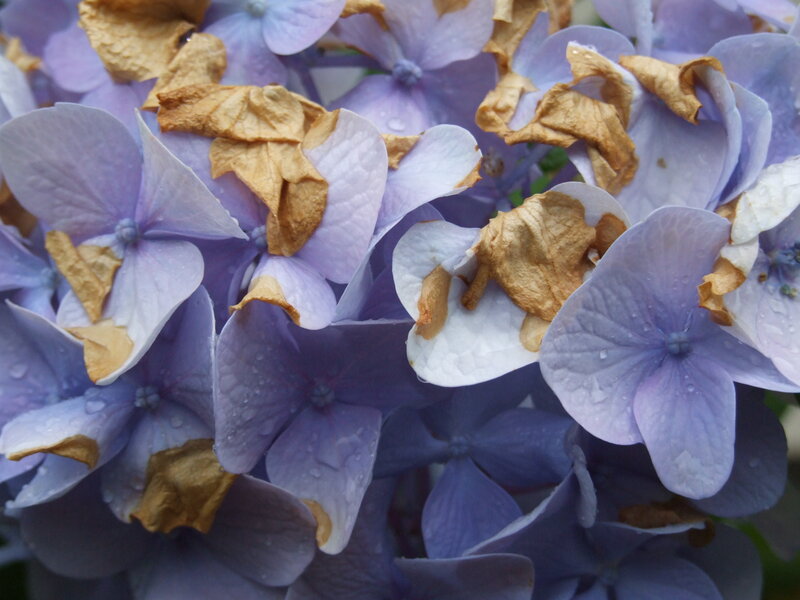 Purple Hydrangea Flowers — Calm, Morning