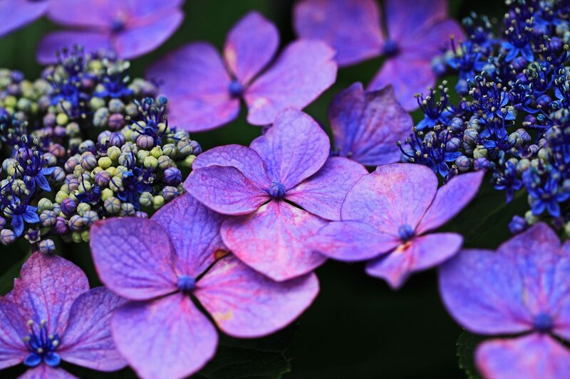 Purple Hydrangea Flowers — Calm, Photograph, Buds