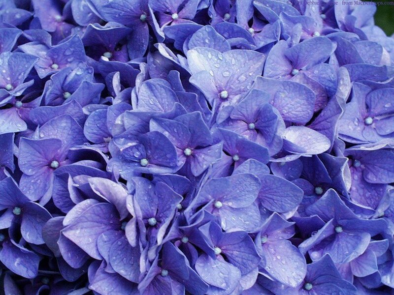Purple Hydrangea Flowers — Calm, Photograph, Flower, Petal