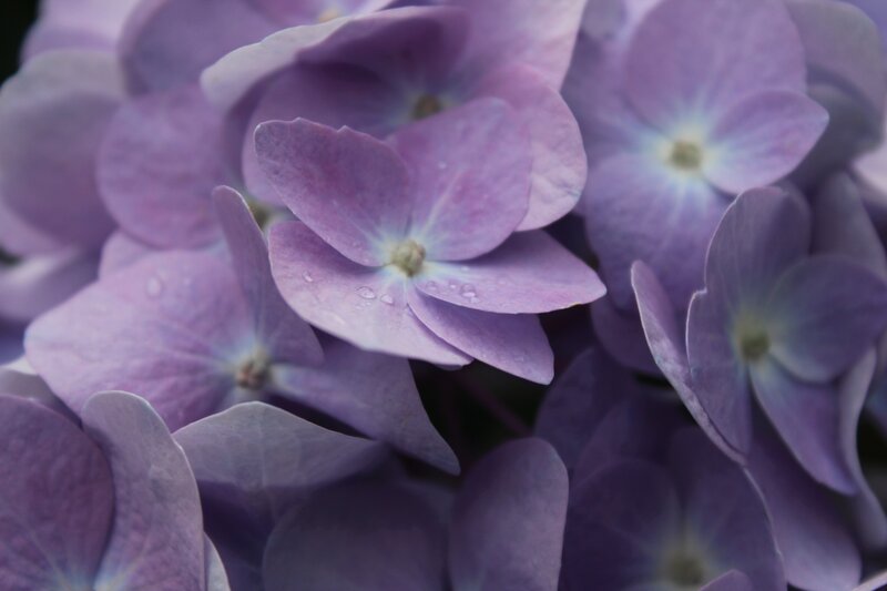 Purple Hydrangea Flowers — Calm, Photograph, Flower