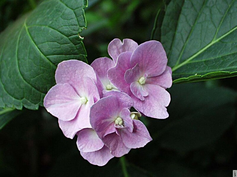 Purple Hydrangea Flowers — Calm, Photograph, Green Leaves, Flower Cluster