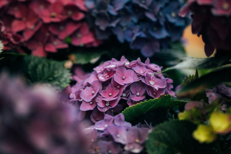 Purple Hydrangea Flowers — Calm, Photograph, Green Leaves, Pink Flowers