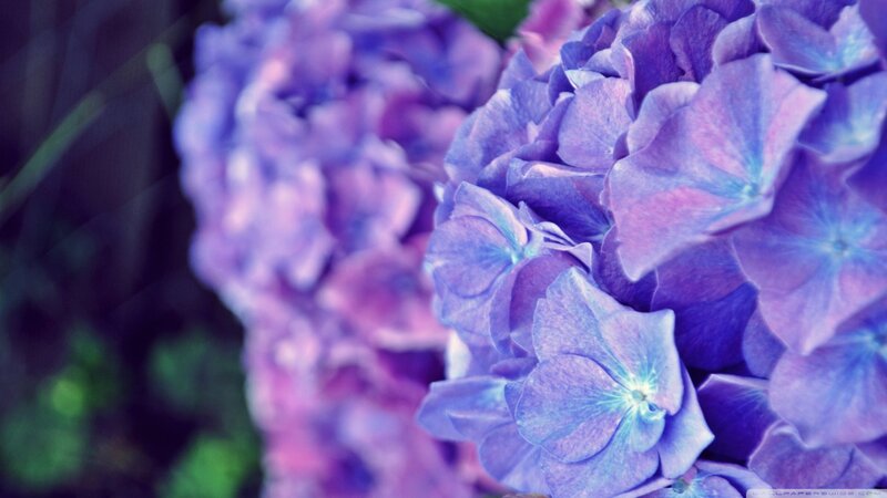 Purple Hydrangea Flowers — Calm, Photograph, Greenery