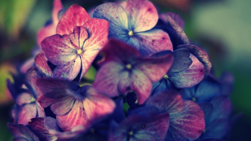 Purple Hydrangea Flowers — Calm, Photograph, Petals, Bloom