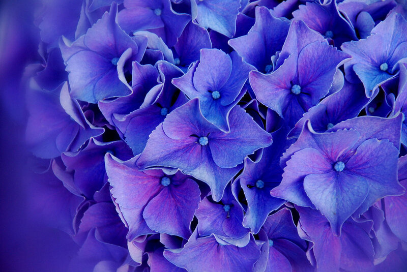 Purple Hydrangea Flowers — Calm, Photograph, Petals, Blue
